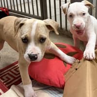 11 adorable dogs and puppies at the RSPCA seeking loving homes in Sussex
