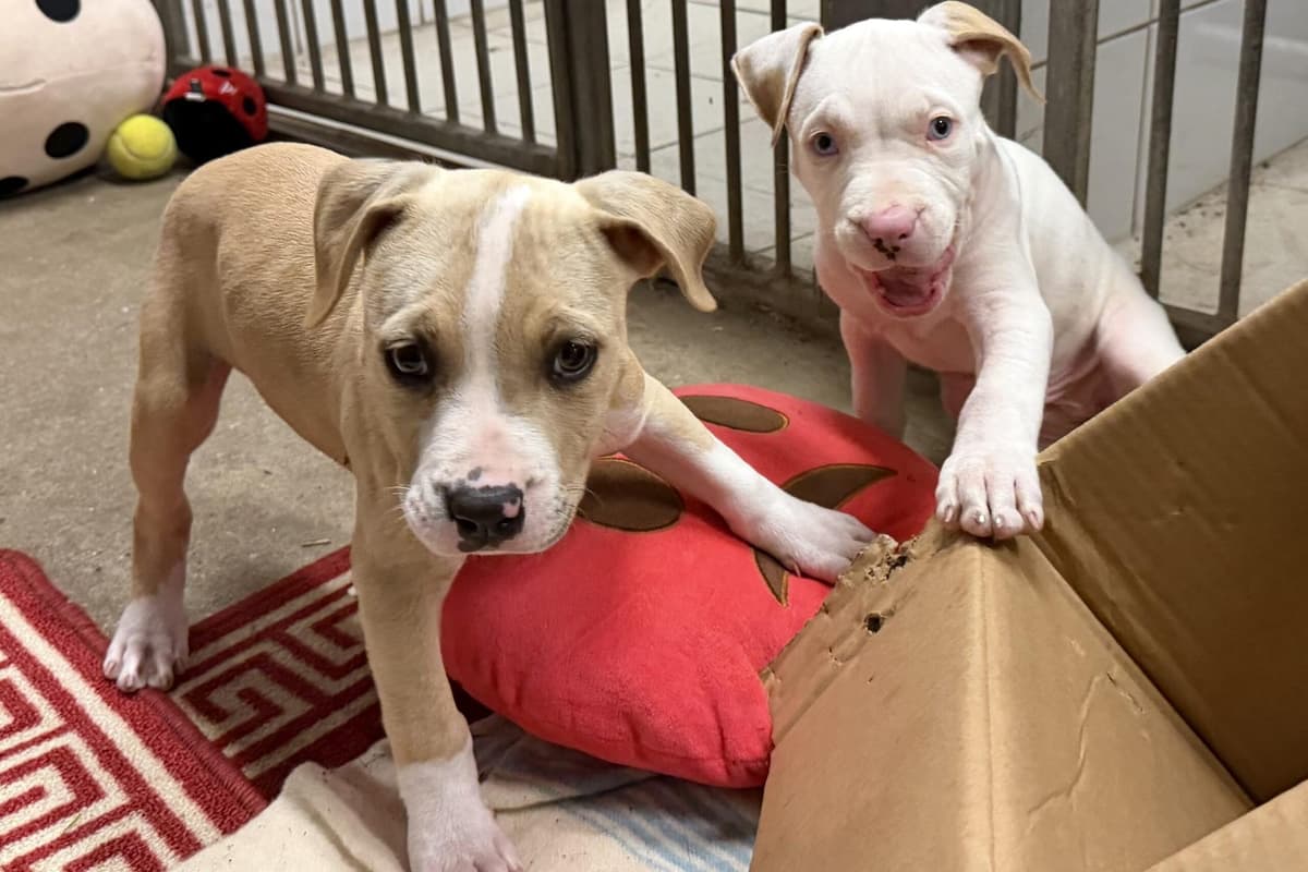 11 adorable dogs and puppies at the RSPCA seeking loving homes in Sussex