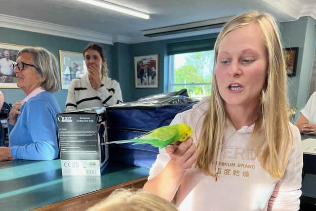 Chip the budgie was found at Hickstead last week