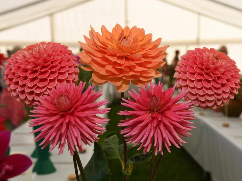 Littlehampton Town Show and Family Fun Day 2024