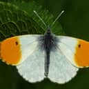 Orange tip butterfly. Photo: Neil Hulme / the Press Association