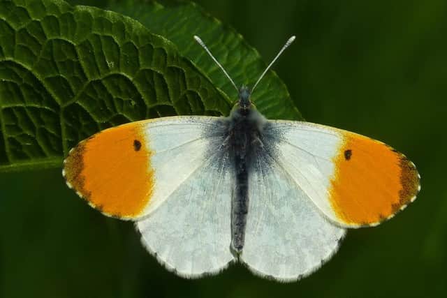 Orange tip butterfly. Photo: Neil Hulme / the Press Association