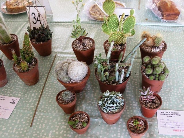 Mary Liverman had the best collection of cacti and succulents