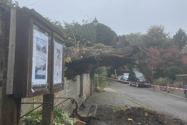 It is hoped that a historic lime tree – brought down during Storm Austen in Crawley – could be commemorated with a memorial or replacement planting. Photo: Richard Symonds