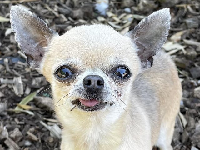 Bebe is a tiny chihuahua with a big personality! She loves company and sitting on your lap and is a real character who makes everyone fall in love with her, according to the charity. Bebe loves other dogs and has lived with a very large canine in her previous home. The charity feels she needs a doggy companion (or two) in her new home. Bebe is a very friendly girl with everyone she meets and her tail does not stop wagging. She will need a home without young children.