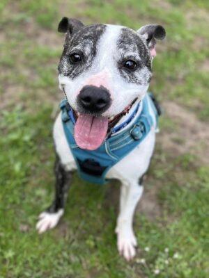 Roscoe is a very friendly, enthusiastic boy who loves attention. He knows sit, his name and paw on command and walks quite well on the lead. He can be very playful and when over excited, overwhelmed or frustrated can be mouthy and may jump up. This mostly occurs when he sees other animals (or anything that worries him) on walks. Roscoe enjoys playing with toys, especially soft squeaky or raggy ones. The RSPCA said Roscoe is a typical, sensitive staffie who is worried by loud noises. Due to his past, he is worried by other dogs and will need walks in quiet areas and patient owners. He also finds it hard to relax in new places so he will need plenty of time to settle in his new home.