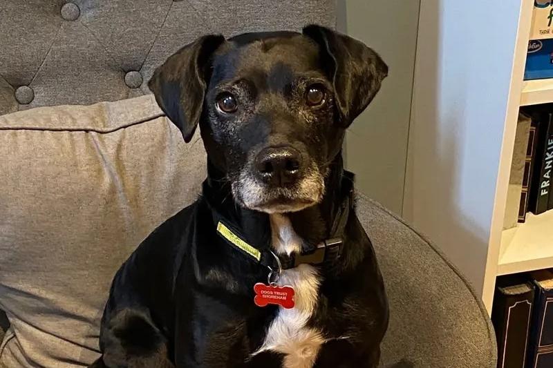 Sammy is an affectionate boy who enjoys company and settling on the sofa for a fuss. Despite being a senior, he is still active and loves going for country walks or playing with his toys. Any children in Sammy’s home should be over 12 years old, Dogs Trust said. He has previously lived with confident cats but will need to be the only dog. As Sammy prefers the company of his favourite people to other canines, he would prefer walking areas where there will not be too many dogs running over to him. He happily ignores them if they are not too close by but may growl if they linger for too long, Dogs Trust said.