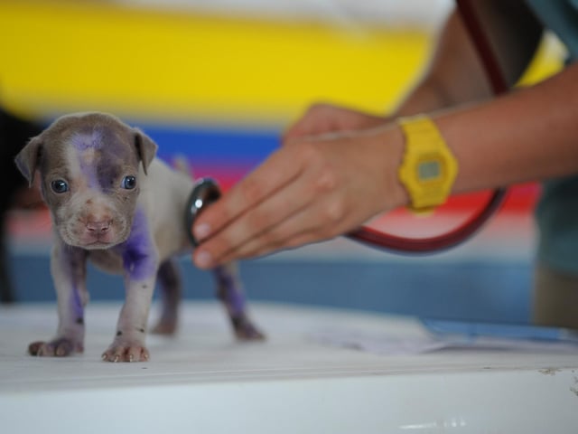 It's important to book an appointment for your new puppy to see a vet shortly after they’re brought home. Choose one in advance based on research and recommendations and prepare for your first visit by noting down details such as his food, vaccination records and any documentation you have.