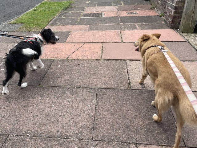 Arthur (left) and Dolly (right) on one of their first walks together
