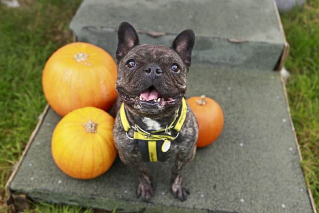 Belle. Photo: Dogs Trust