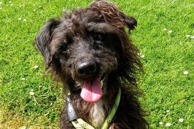 Jasper is an eight year old Poodle cross with bags of energy! There’s nothing Jasper likes more than to run and play with other dogs or cuddle up on the sofa with his owner. He also loves company and craves attention from his favourite people. Jasper e would suit an active home and has previously been used to living with chickens and teenagers.