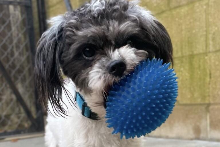 Richard was sadly abandoned by his previous owner, the RSPCA said. He is a very friendly, affectionate little dog who enjoys his walks and likes to sit on your lap for a fuss. He could live with a female dog in his new home after successful introductions at the shelter. Richard will need his own garden and could live with older children.