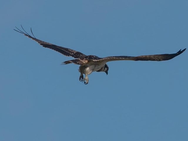 Osprey by Jeff Penfold
