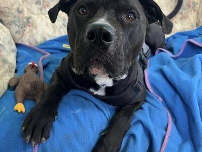 Mac is a friendly, exuberant boy who is still very much a pup! Despite his young and playful temperament, Mac is a big boy who weighs around 34kg - the RSPCA said he just wants to be loved but sometimes doesn’t realise how big and strong he can be! Mac can be quite sound sensitive and a slightly stern or raised voice can be terrifying to him. He responds well to praise, physical contact and treats and is already learning new things. Mac likes toys, especially a rope or soft toy and will race around with them. Once he is fully assessed, he will be looking for an experienced, large breed owner. He will need an active home with someone prepared to put time into his training, and will need housetraining and his own secure garden.