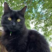 Meet Dasher – a ‘friendly and affectionate’ cat who is looking for a loving home in Sussex.