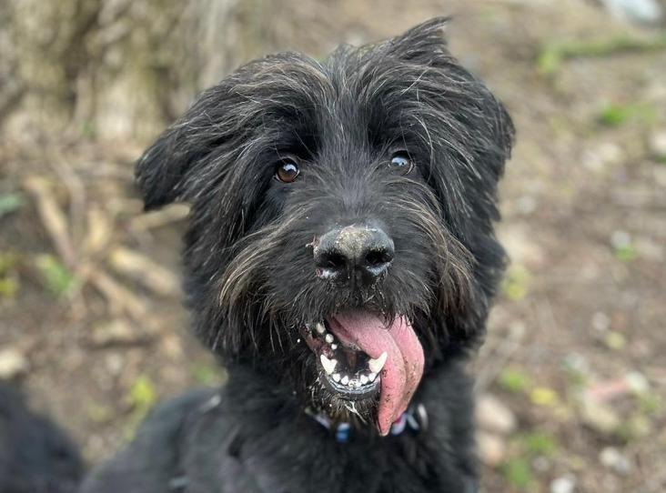 Loki is a fun-loving, bouncy, enthusiastic boy. He loves to play, especially with a squishy ball. Loki knows sit, leave and his name and is housetrained. He has very limited experiences in the outside world and can get overwhelmed easily if there is too much stimulus. Unfortunately Loki was attacked by another dog in his previous home whilst out in the park. Due to this experience he has lost his confidence with other dogs and can be vocal and worried. The RSPCA team said it believes this is something that can be worked on and improved, but he will need an owner who is prepared to put the time into this. He cannot live with cats or small animals. Loki is very sociable with people and could live with older children.