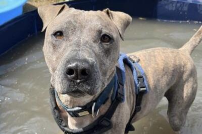 Louie is a firm favourite amongst kennel staff and has transformed from an anxious, untrusting pup since his arrival. The RSPCA said Louie is a very intelligent, determined boy who knows what he wants and when he wants it! He loves to play and a roll in the long grass, he loves water and enjoys the paddling pool. He has a massive toy box in his kennel and spends his day choosing different toys. Louie is also very sensitive and doesn't like loud noises, wind or heavy rain. He'll flink at sudden movements and is worried by new situations. He is looking for an adult only home with one or two people as he would not cope with a busy household, and owners with experience with anxious dogs. He cannot live with other dogs, cats or small animals.