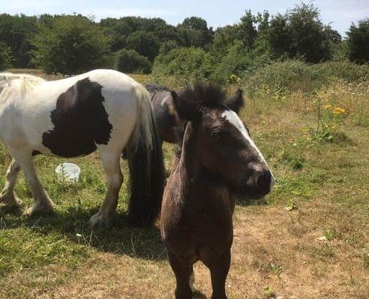 Crawley horse rescue centre urgently needs to find new premises for their rescued animals