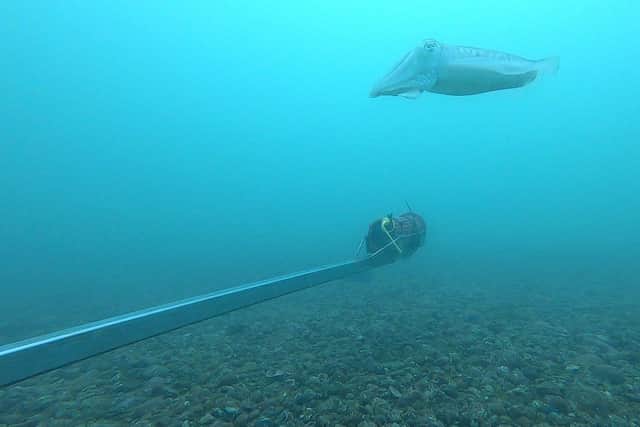 A cuttlefish is captured at one of the monitoring sites that Southern and its parent company Govia Thameslink Railway is supporting. Kelp has yet to return to this location off the Sussex coast.