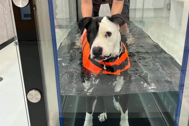 Hydrotherapy treadmills can benefit dogs by removing pressure from joints, reducing inflammation and increasing blood circulation.