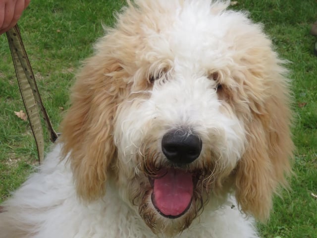 A doggy smile for the camera