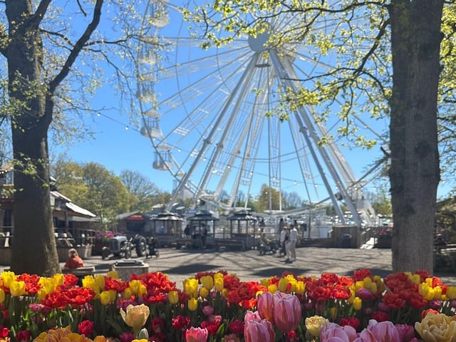 Tulleys Tulip Fest celebrates the arrival of spring with 1.5 million blooms in the fields