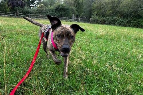 Daisy is described as 'super affectionate, playful and cheeky with a gentle, sensitive side'. She will need a family used to boisterous breeds and requires support in channelling her bouncy energy. Raystede said she is food motivated and loves to learn. Daisy is shy initially around new people, and is more wary of men. She is worried by lots of noises and activity so wouldn't suit a busy household. She would be best as the only pet in her home at this stage. Raystede said Daisy has a really loving, gentle nature and just wants to feel safe and secure.