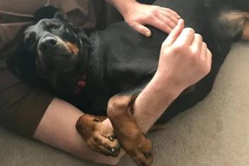 Arundawn has said 'Monty is one of those dogs that come into rescue and just breaks our hearts'. The Rottweiler cross Dobermann had not been walked in two years, had become overweight and was terrified of the outdoors. However, after spending time in his foster home he has become 'a complete cuddlebug' and, despite his size, believes he can fit in your lap. He loves playing fetch and has lost all the excess weight he had when he first arrived so is looking very sleek and healthy. Monty is walked with a muzzle as he is still reactive to other dogs so cannot be rehomed with any other pets, and will need to be adopted by someone who is capable of walking him due to his strength on the lead. He is also still quite anxious when going outside so this will need to be worked on, and also means he would like to find a home in a very quiet and rural location. He can live with children older than 12.
