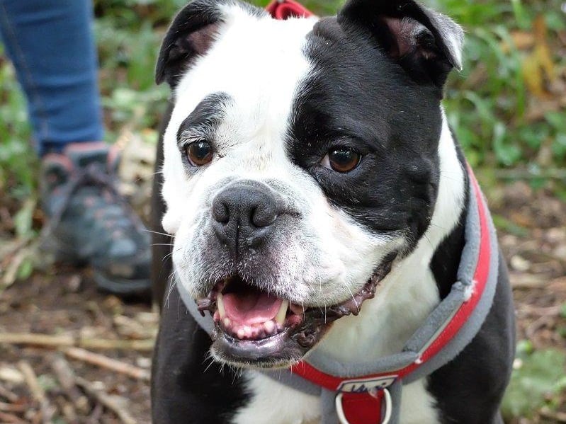 Queenie has been described by Rescue Remedies as 'a very sweet dog who has proven herself in foster'. Her carer said she 'delights and amuses' them in 'equal measure'. She loves playing with a tennis ball and will look at you with pleading eyes until you play with her! Queenie is more than ready for her forever home and will be a wonderful additional to family or someone looking for some loyal company and lots of cuddles. She has been 'excellent' with children - taking treats gently, walking side by side on the lead and providing lots of entertainment. She has a calm and serene energy about her, and is just as happy watching the television as she is playing or going out.