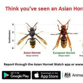 Think you've seen an Asian Hornet?