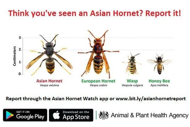 Think you've seen an Asian Hornet?