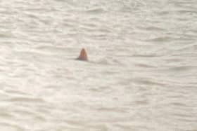 Experts have disputed a reported sighting of a shark in West Sussex. Photo: @Toby_J_Benjamin
