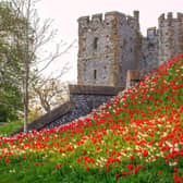 Tulip Festival at Arundel Castle 