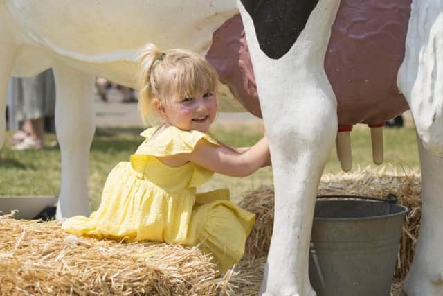 Milking Buttercup the cow at South of England Show