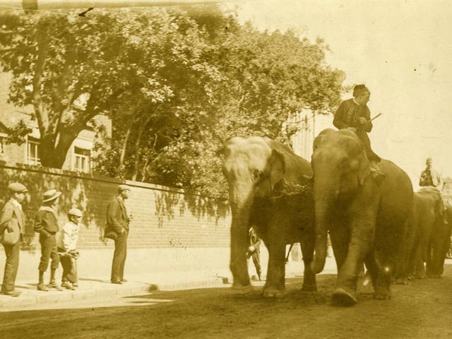 Elephants in High Street c1890