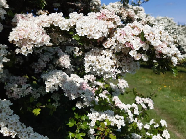 May Blossom in the South Downs National Park at Castle Hill Nature Reserve on June 5, 2023