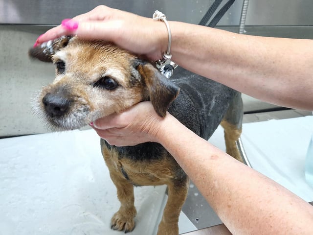 Oh My Dog, a dog grooming service has recently opened in Valebridge Road, Burgeess Hill. SR2508122. Pic S Robards/Nationalworld