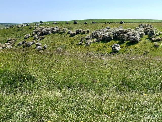 May Blossom in the South Downs National Park at Castle Hill Nature Reserve on June 5, 2023
