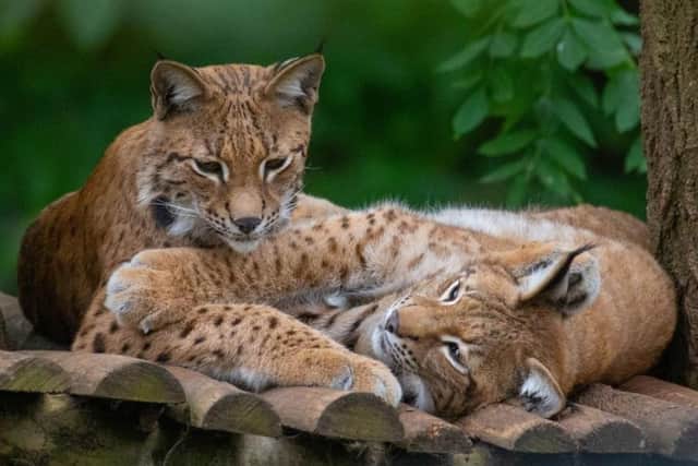 The two new Lynx at Drusillas Park
