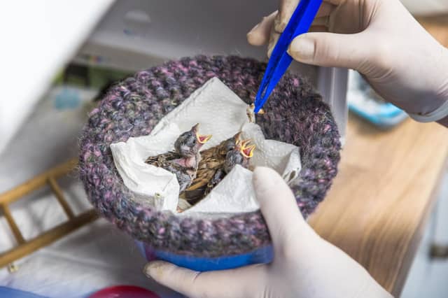 Feeding baby birds at Brent Lodge Wildlife Hospital