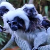 Drusillas Park has named an endangered monkey at the zoo an equally endangered name.