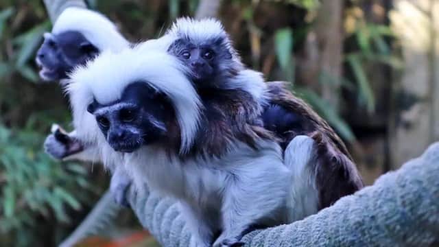 Drusillas Park has named an endangered monkey at the zoo an equally endangered name.