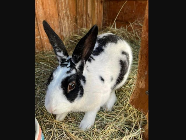 Zane arrived here in December as an emergency case. He was extremely underweight and due to his age we were really worried. Zane is so happy now and super friendly. The progress we have seen in such a short time is truly amazing.