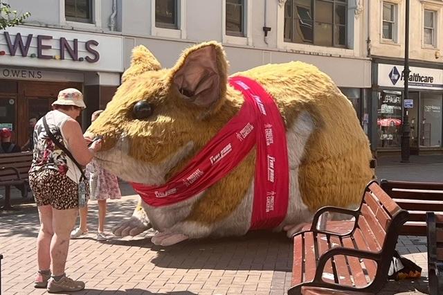 Giant Hamster in Hastings