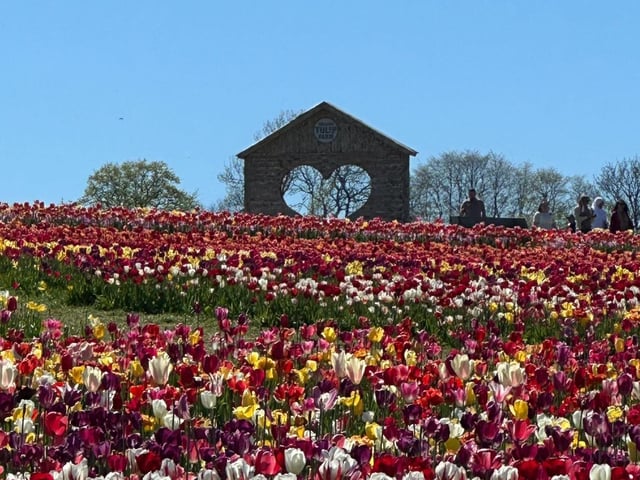 Tulleys Tulip Fest celebrates the arrival of spring with 1.5 million blooms in the fields