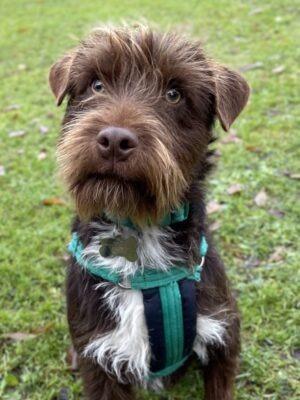 Paddy is a nine-month-old male Patterdale Terrier cross at Brighton Animal Centre in Braypool Lane.