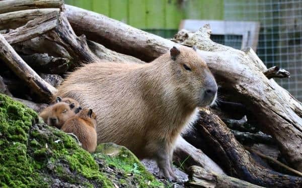 Zookeepers at Drusillas in East Sussex are ‘over the moon’ after the zoo welcomed the addition of capybara triplets. Picture: Drusillas