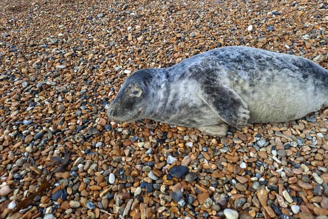Jamie said Jeff ‘came straight away’ and, with the help of Wadars, assessed the seal pup, ‘who looked OK just really tired’. Photo: Jamie Peacock