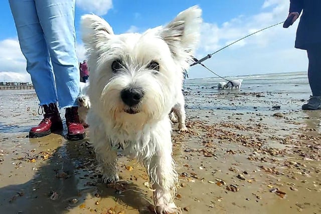 The third Littlehampton Westie Walk took place on Saturday, April 15, 2023, and the town welcomed 50 Westies to a beach walk at low tide - a huge success!