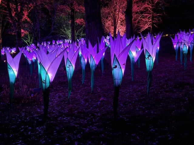 Leonardslee Lights 2024 transports guests into an enchanting world as the gardens come alive with stunning illuminations, captivating large-scale installations, mesmerising fountains and more
